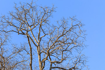 dry tree