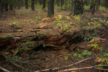 Dry fallen tree in autumn forest
