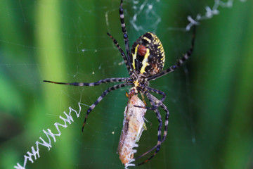 spider