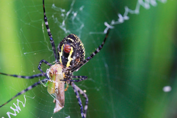 spider