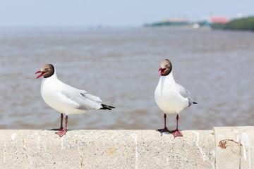 Seagull standing on a cement fence