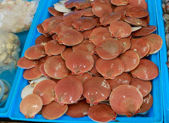 Fresh Scallops in seafood market