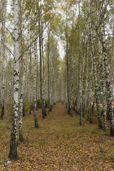 Obraz premium Autumn in the birch grove
