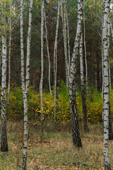 Autumn in the birch grove