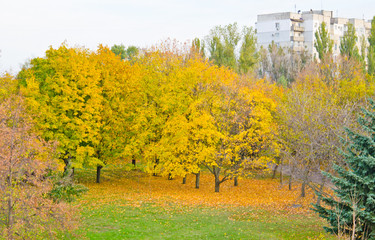 Obraz premium Multicolored trees in a city park on autumn