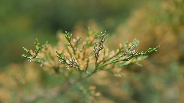 Close up video of thuja branch. Natural macro background with coniferous tree.