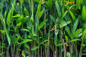 Green background of tropical plants