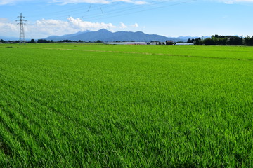 Obraz premium 田植え２ヶ月後の田園風景
