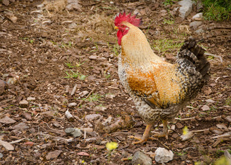 Farm animals,Cockerel