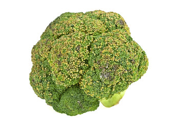 Old rotten broccoli on a white background