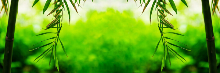 Bamboo green leaf soft blurred background
