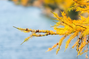 Branch of larch color gold autumn
