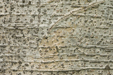tree bark texture background