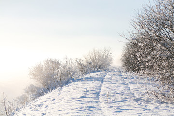 Fototapeta premium Beautiful pastel sparkling winter landscape at sunrise on a cold morning with trees covered in hoarfrost