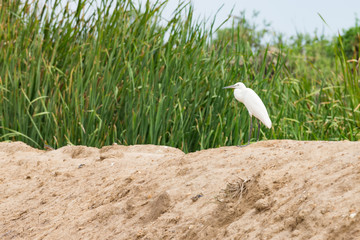 Egret standing on the mound