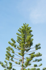 pine branches on blue sky