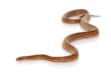 corn snake in studio