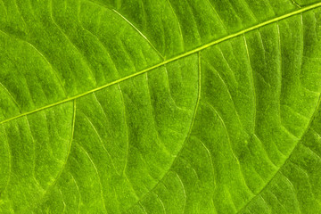 Obraz premium Leaf Texture./ Leaf Texture.