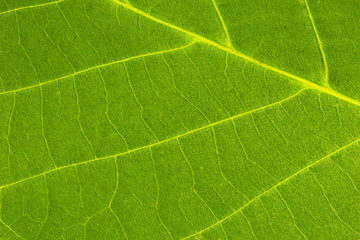 Leaf Texture./ Leaf Texture. 