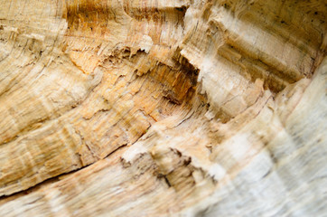 Splintertree close-up wooden texture