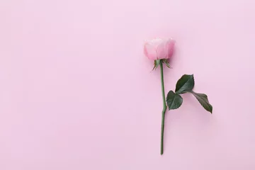 Photo sur Plexiglas Roses Fleur rose rose sur la vue de dessus de fond pastel. Style plat.