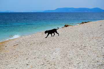Dog plays on sea beach