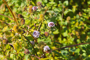 Wild mint flowers