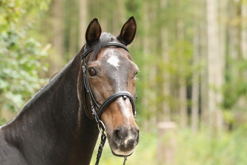 Portrait braunes Pferd (Senior) vor Wald