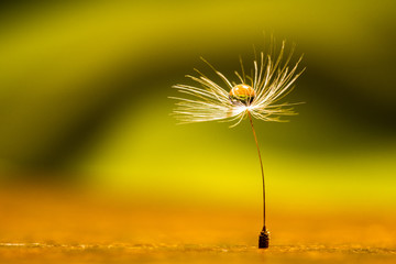 Wassertropfen auf dem Samen einer Pusteblume