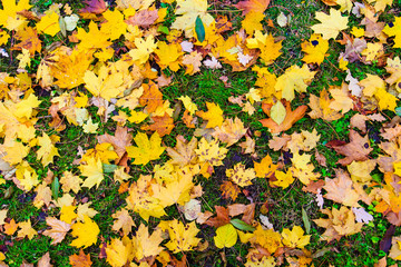 Colorful autumn leaves on the ground