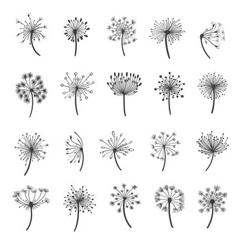 Dandelion vector silhouettes. Hand drawn dandelions with seeds icons