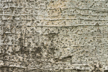 tree bark texture background