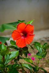 Hibiscus Flower. Shallow DOF