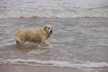 wielki biały pies kąpie się w morzu bałtyckim