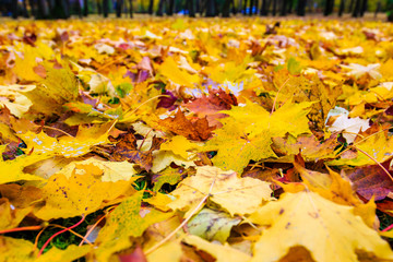 Colorful autumn leaves on the ground