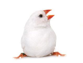 white Zebra finch in studio
