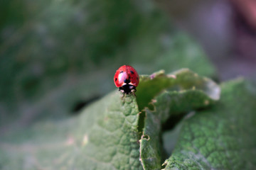 A closeup of a ladybug on a green leaf