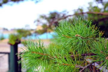 Branch of the pine tree in the backyard of house.