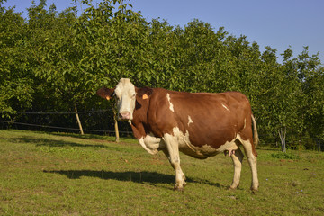 Fototapeta na wymiar Une vache Montbéliarde pose