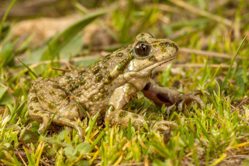 Obraz premium Common parsley frog (Pelodytes punctatus) close up
