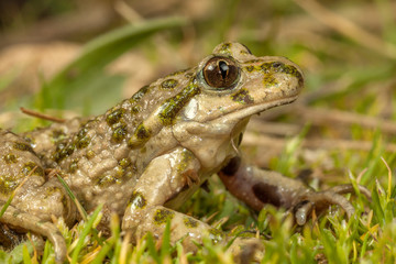 Common parsley frog (Pelodytes punctatus) close up