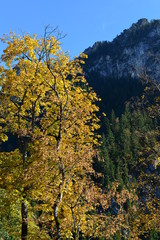 Fototapeta premium Herbst in den Ammergauer Alpen Bayern