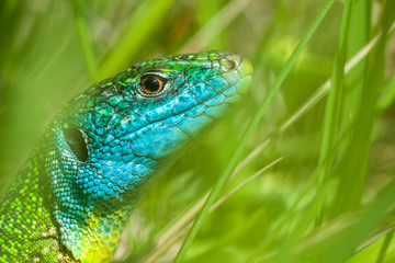 Western green lizard (Lacerta bilineata) adult male on green background