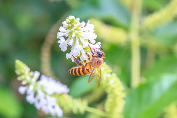 Small bee finding honey with white flower.