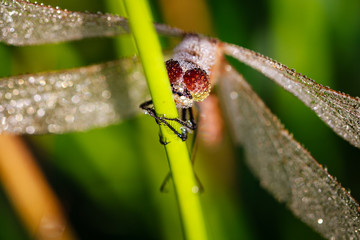 Early morning dragonfly with water drops of dew in eyes.