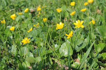 Yellow buttercups