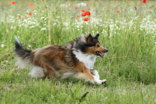 Miniature Collie rennt &uuml;ber Blumenwiese