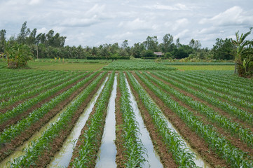 Fototapeta na wymiar Green field in Mekong Delta, South of Vietnam