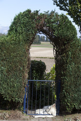 Conifer hedge and a white dog