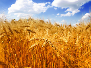 wheat field at the sunset